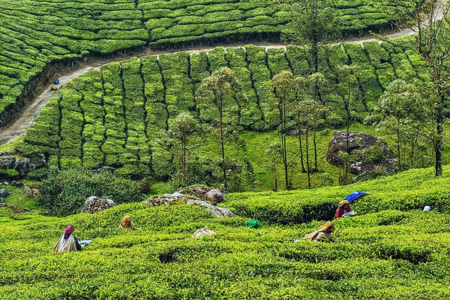 munnar kerala trip