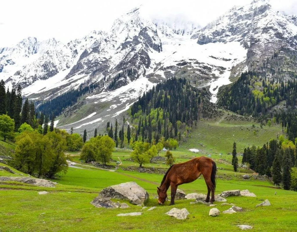 Kashmir with Shri Vaishnodevi Katra (Katra to Katra)